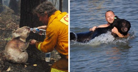 Спасение животных попавших в беду