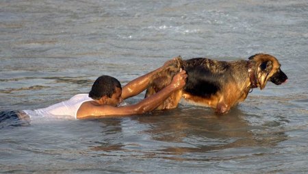 Собака спасает человека из воды