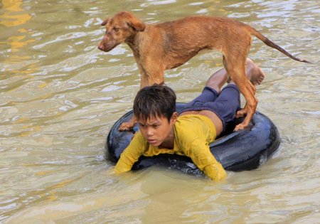 Животные спасают друг друга