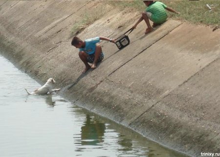 Спасают животных из воды