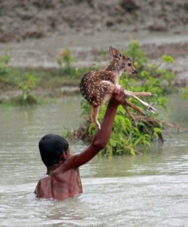 Спасение диких животных