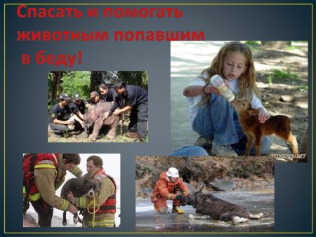 Спасение животных попавших в беду
