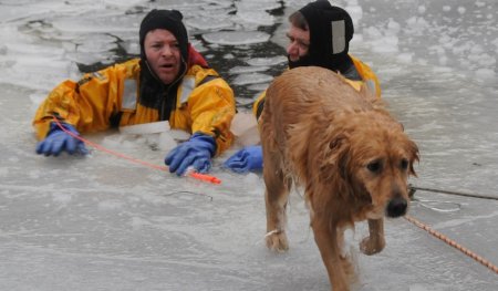 Собака спасает человека из воды