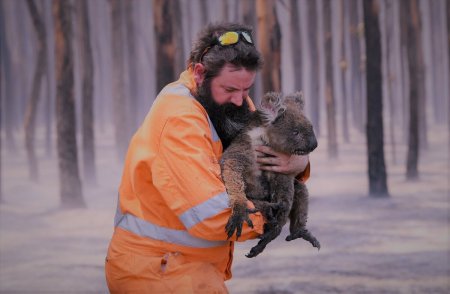 Пожары в Австралии 2020 коалы