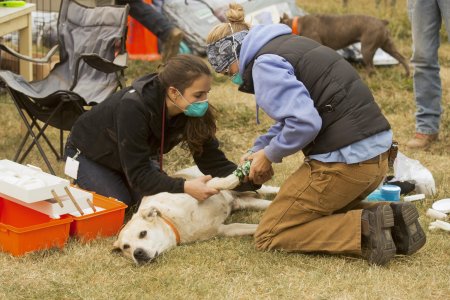 Сострадание к животным