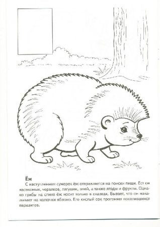 Животные красной книги раскраска
