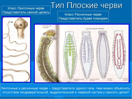 Тип плоские черви Ресничные сосальщики ленточные