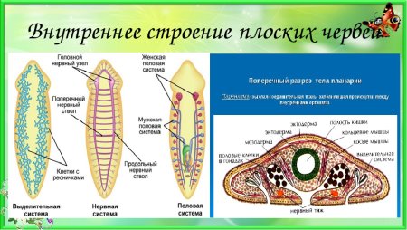 Системы органов белой планарии