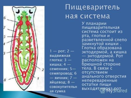 Схема пищеварительной и половой систем планарии