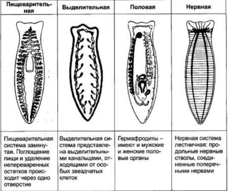 Схема пищеварительной системы планарии