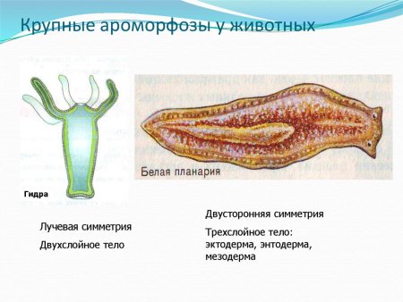 Гидра и планария