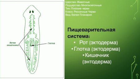 Пищеварительная система ресничных плоских червей