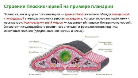 Тип плоские черви планария рисунок