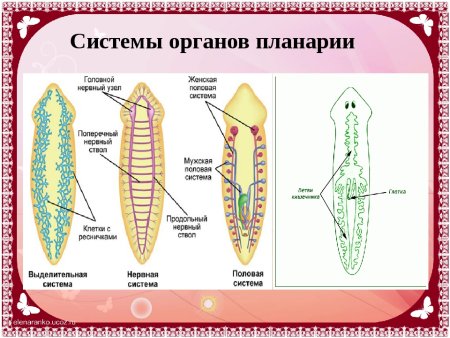 Пищеварительная система плоских червей схема