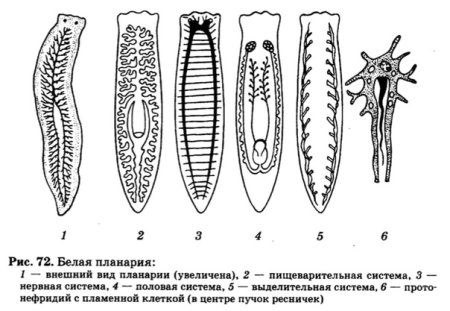 Таблица по биологии плоские черви и Кишечнополостные
