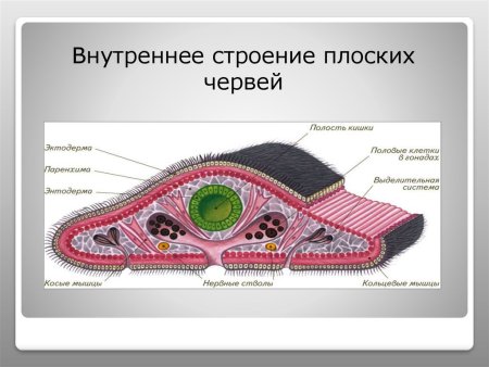 Молочная планария внутреннее строение