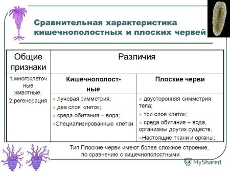 Молочная планария строение пищеварительная система