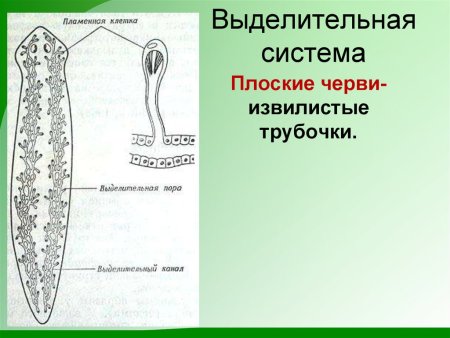 Плоские черви строение ЕГЭ
