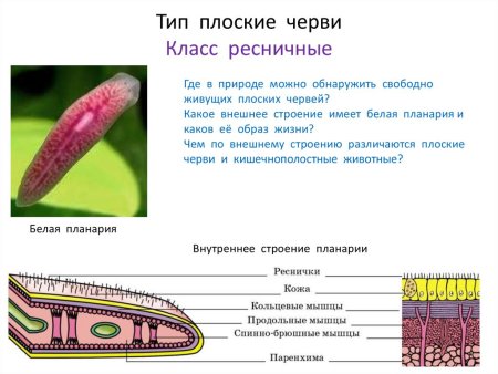 Тип плоские черви строение планарии