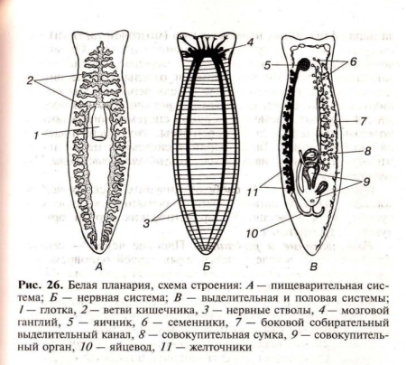 Белая планария симметрия тела