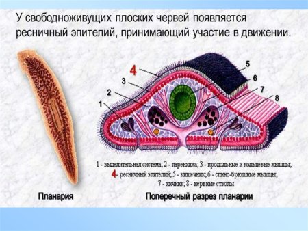 Плоские черви пищеварительная система схема
