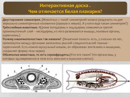 Системы органов планарии