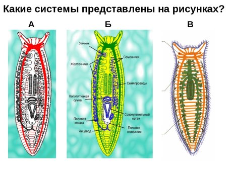 Выделительная система плоских червей класс ленточные