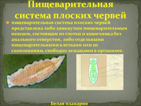 Класс Ресничные черви внутреннее строение