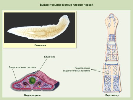 Кожно-мускульный мешок у плоских червей