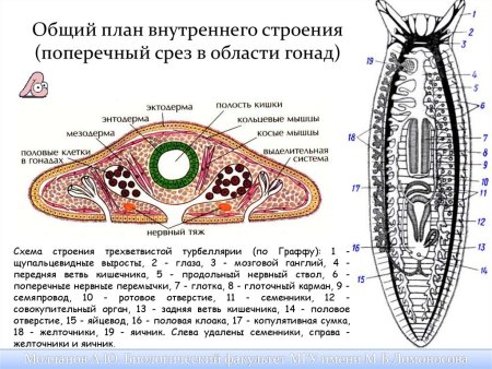 Тип plathelminthes