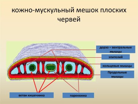 Планария хордовая