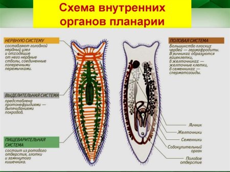 Тип плоские черви внутреннее строение