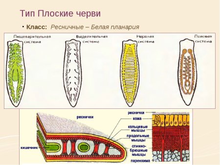 Ресничные черви пищеварительная система