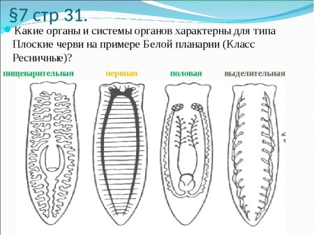 Плоский червь планария строение