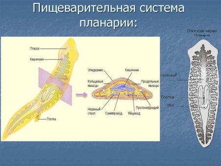 Гдз биология 7 класс таблица 1-2 параграф