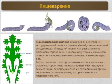 Пищеварительная система плоского червя