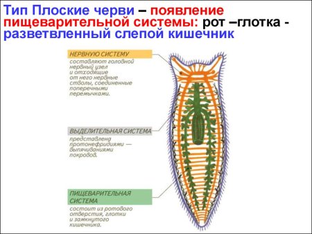 Системы органов планарии