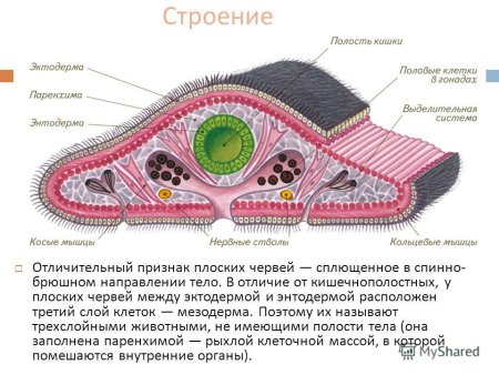 Плоские черви молочная планария
