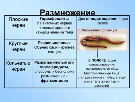 Молочная планария пищеварительная система