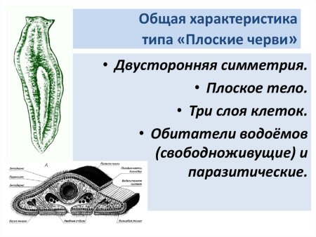 Строение пищеварительной системы белой планарии