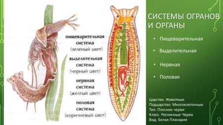 Внутреннее строение ресничных червей