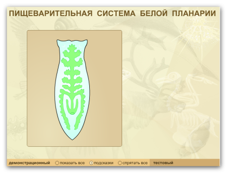 Строение кожно мускульного мешка планарии