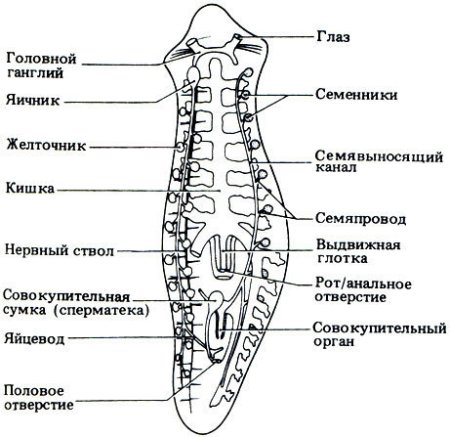 Схема пищеварительной системы и половой системы планарии