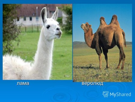 Смесь ламы и верблюда