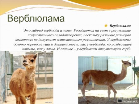 Селекция животных