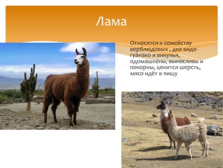 Анатомия строение альпаки лама