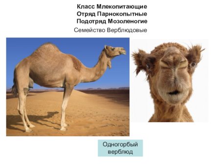 Сведения о верблюде