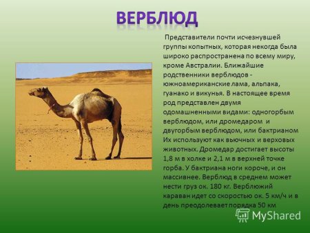 Животные которые дают шерсть
