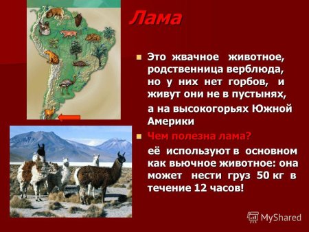 Животные для получения шерсти