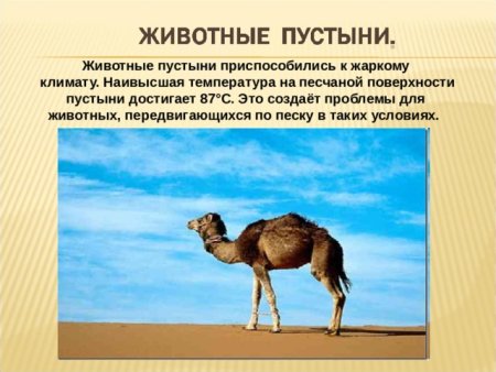 Рассказ о верблюде